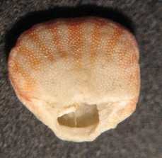 Argyrotheca cuneata (Risso, 1826)